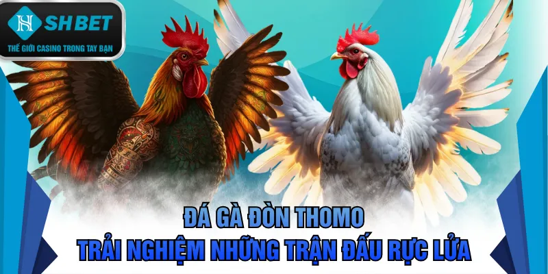 Đá gà đòn Thomo